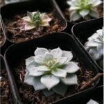 fotograf&iacute;as tomadas con Xiaomi Redmi Pro