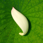 fotograf&iacute;as tomadas con Xiaomi Redmi Pro