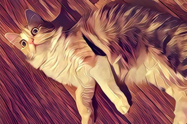 prisma gato
